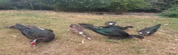 Ducks poultry for sale: Muscovy Ducks for sale - Male & Female - Advert 24