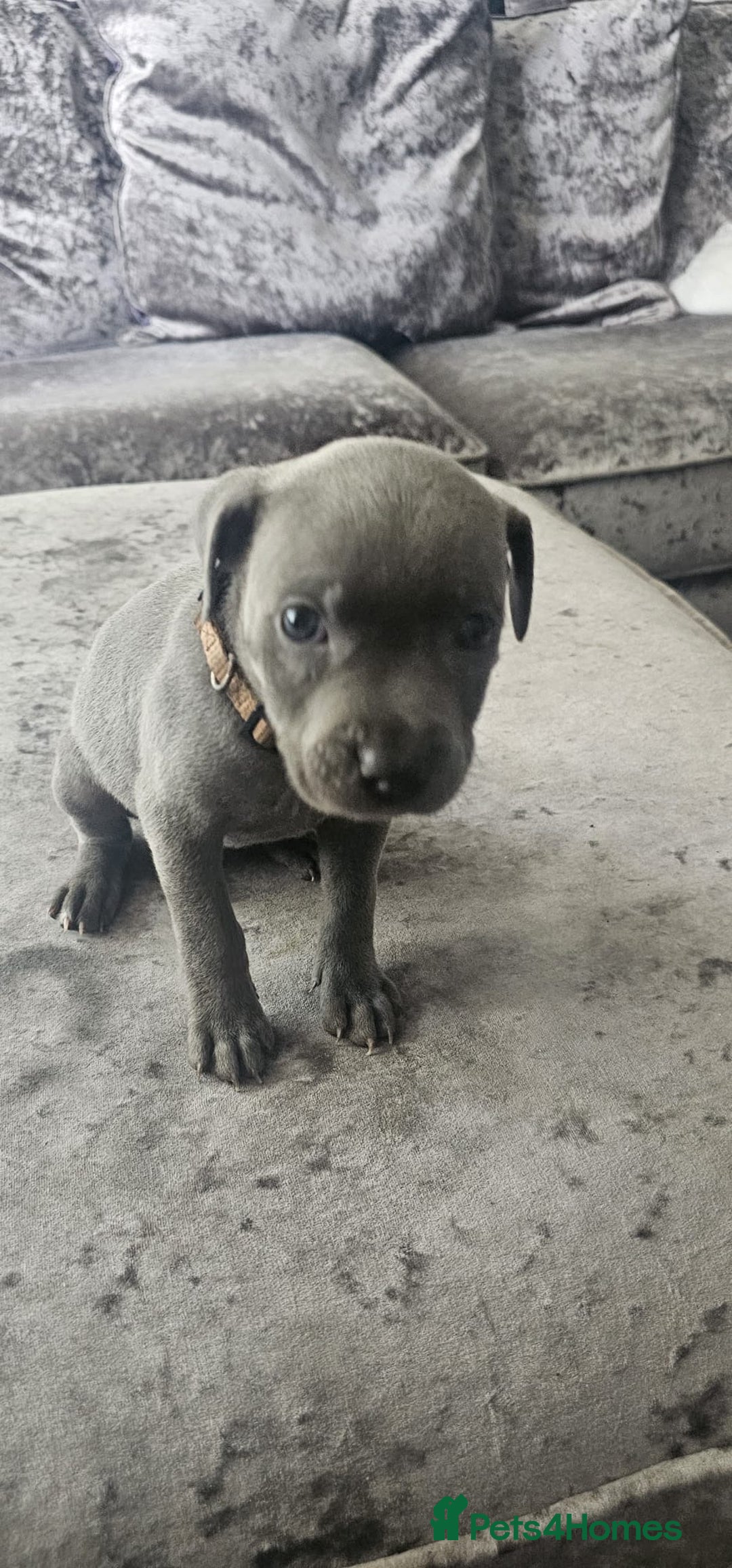 Staffordshire Bull Terrier dogs for sale: Staffordshire Bull Terrier Puppies for Sale - Image 6