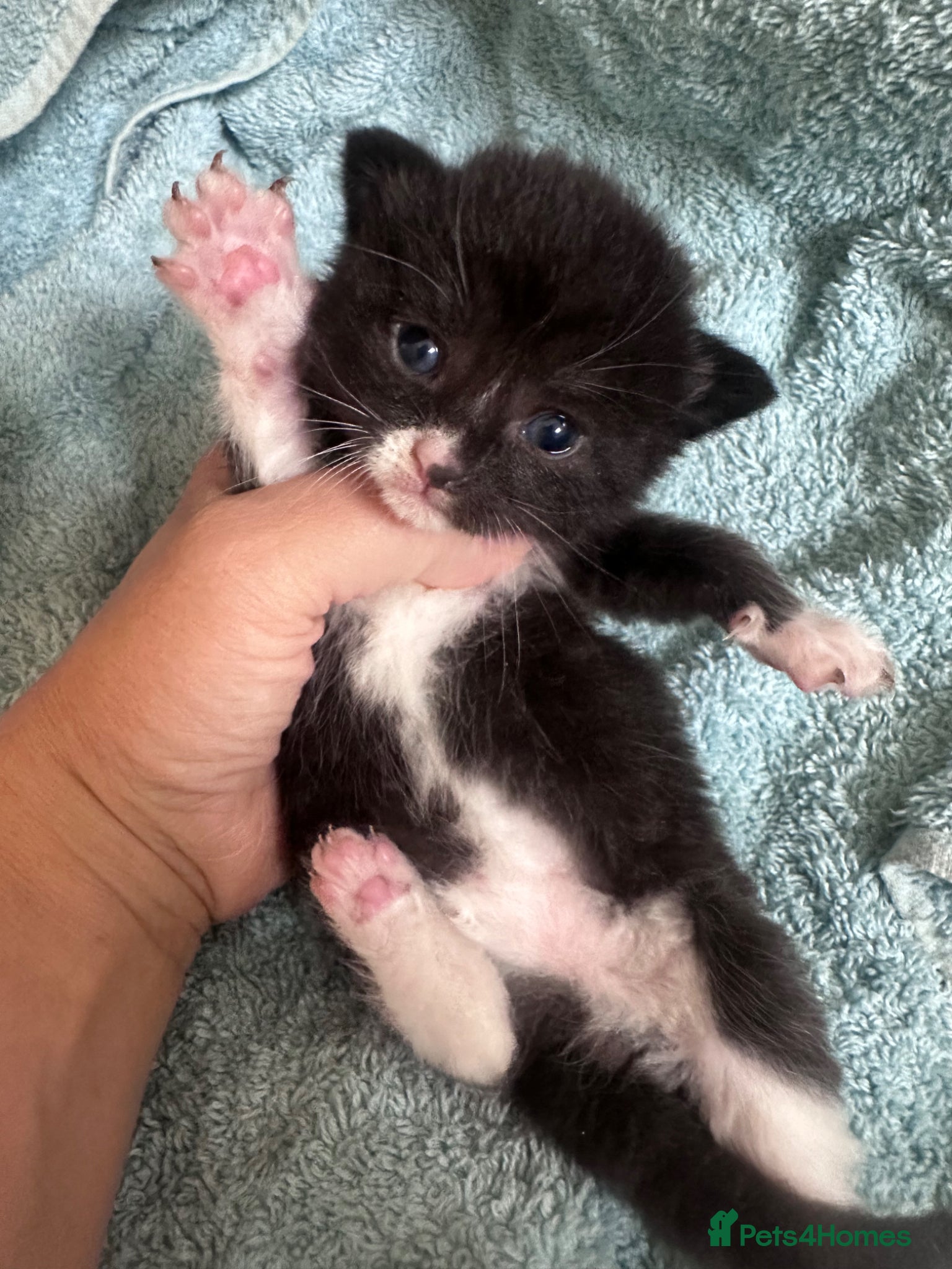 Mixed Breed cats Ready in June, black/white female left  - Advert 2