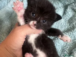 Mixed Breed cats Ready in June, black/white female left - Advert 2
