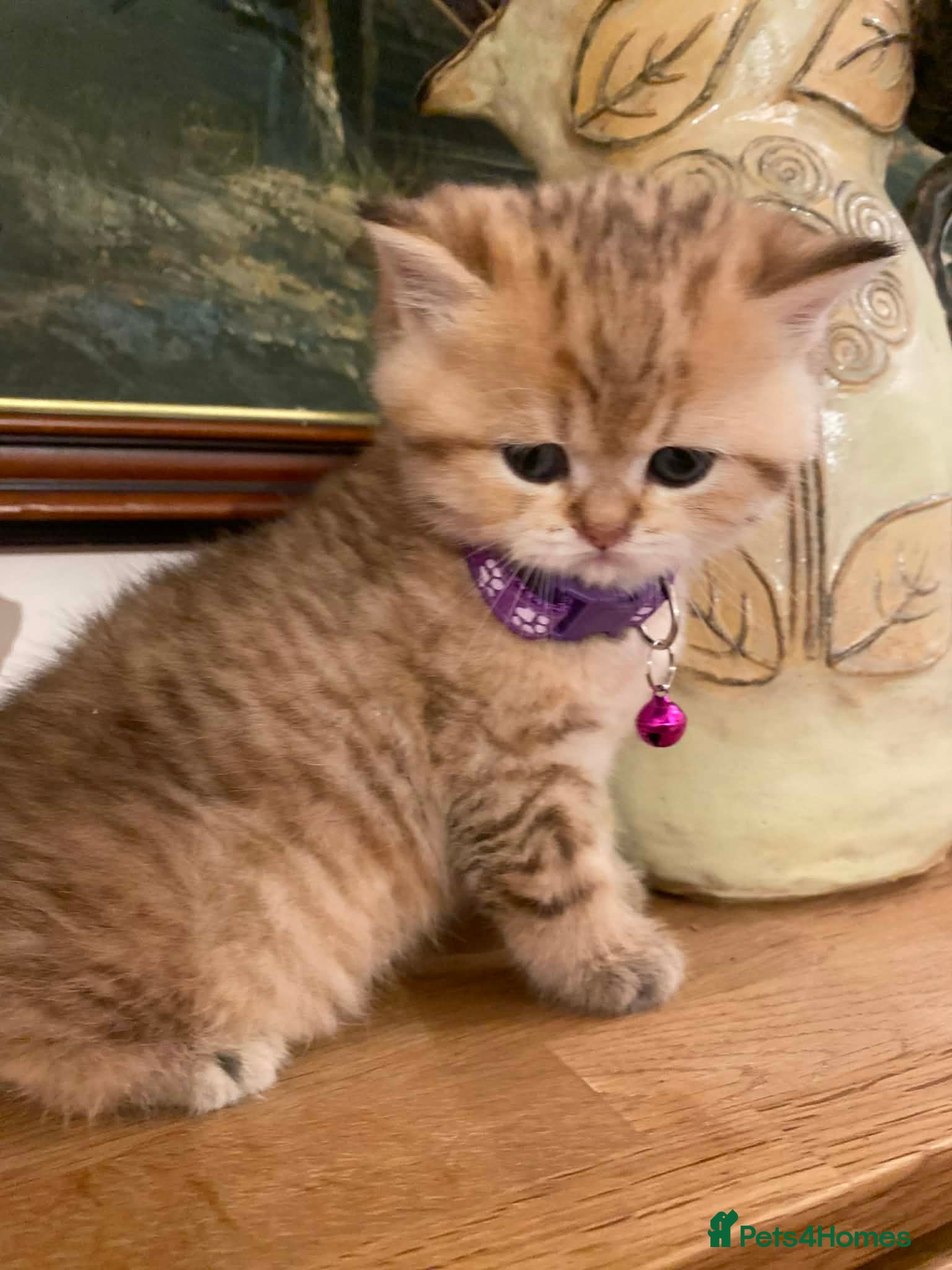 British Shorthair cats British shorthair kittens  - Advert 11