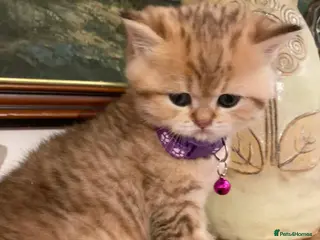 British Shorthair cats British shorthair kittens - Advert 11