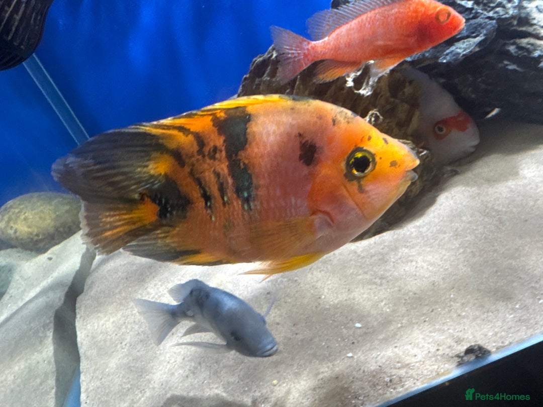 Cichlids fish for sale: Parrot cichlids  - Advert 2