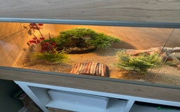 Leopard Gecko reptiles for sale: Female leopard gecko  - Image 7