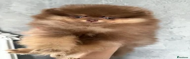 Pomeranian Puppy 1