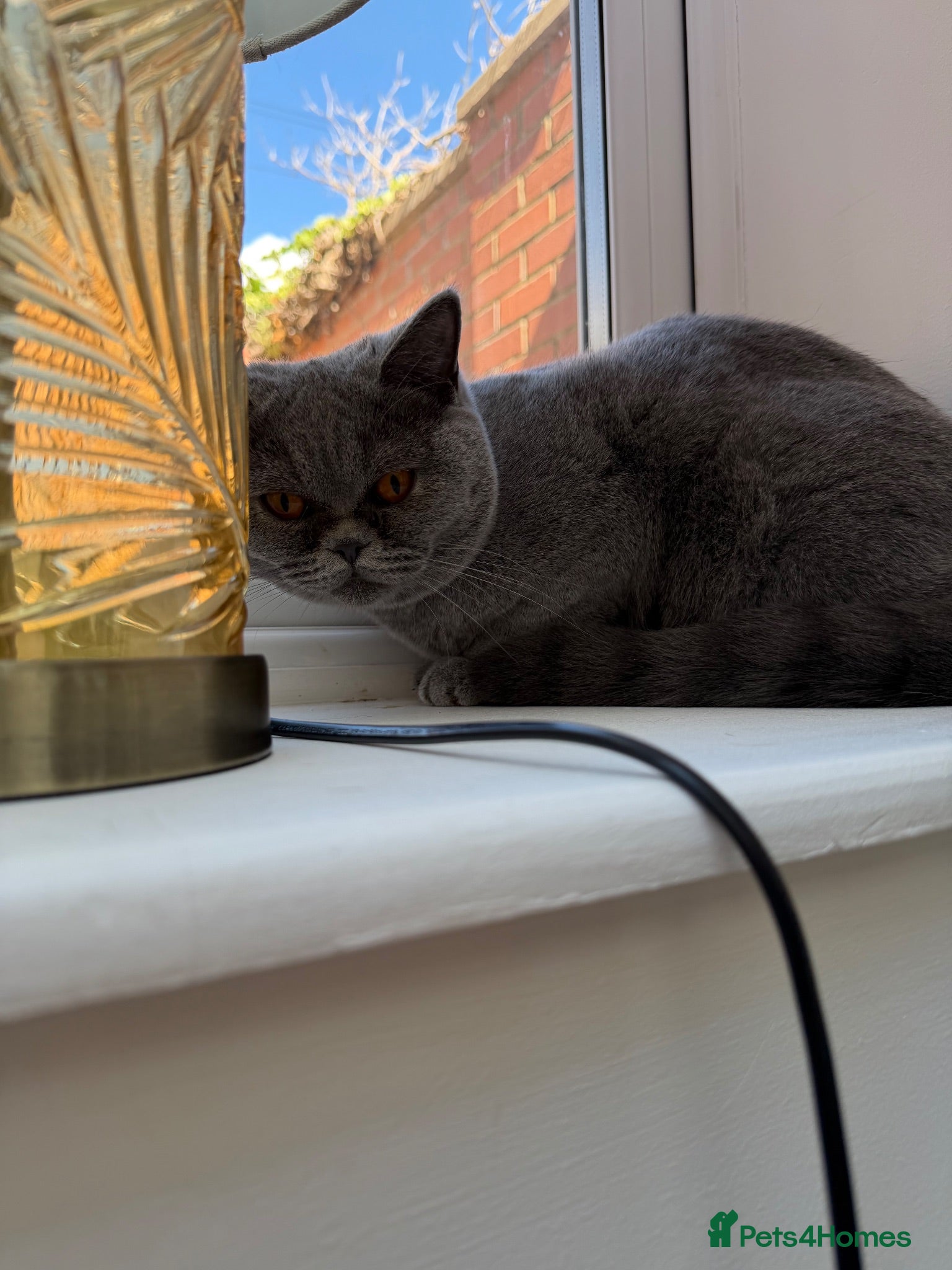 British Shorthair cats British shorthair cat for sale - Advert 1