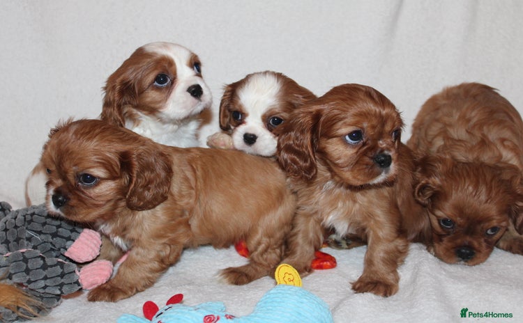 Cavalier King Charles Spaniel dogs - Advert 1