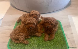 Toy Poodle dogs for sale: Perfect red toy poodle girl needs forever family - Image 2