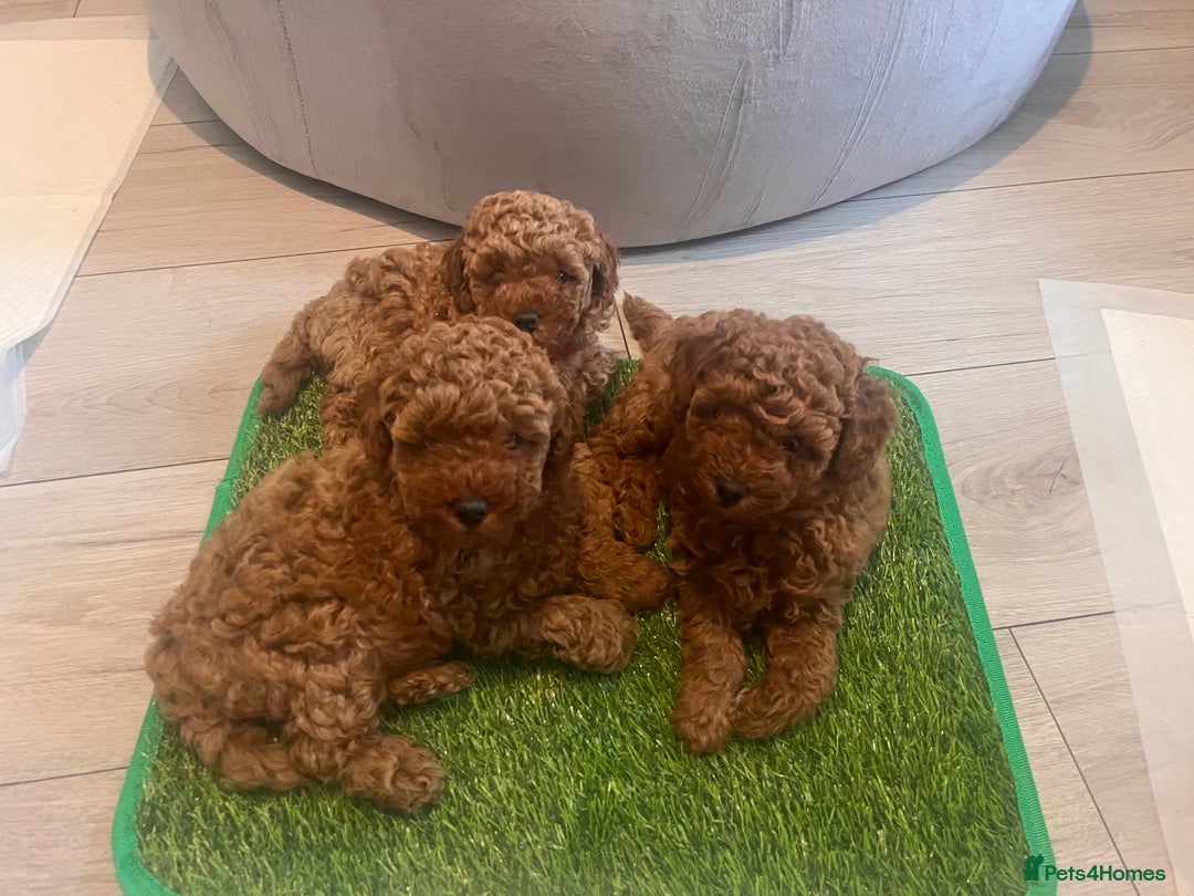 Toy Poodle dogs for sale: Perfect red toy poodle girl needs forever family - Image 2