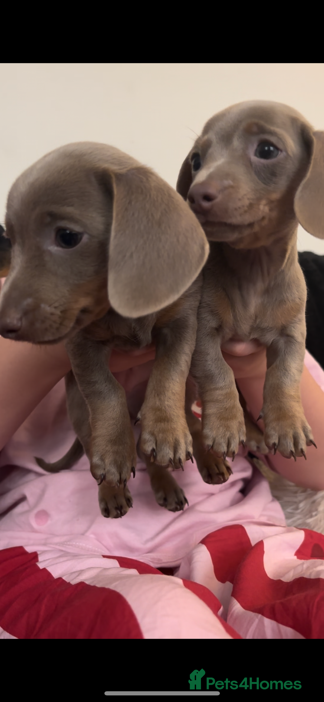 Miniature Dachshund dogs for sale: 🐾 2 female kc Isabella-tan mini dachshund pups 🐾 - Advert 2