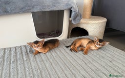 Abyssinian cats for sale: Champion Line Abyssinian Kittens - Reserve Today! - Image 16
