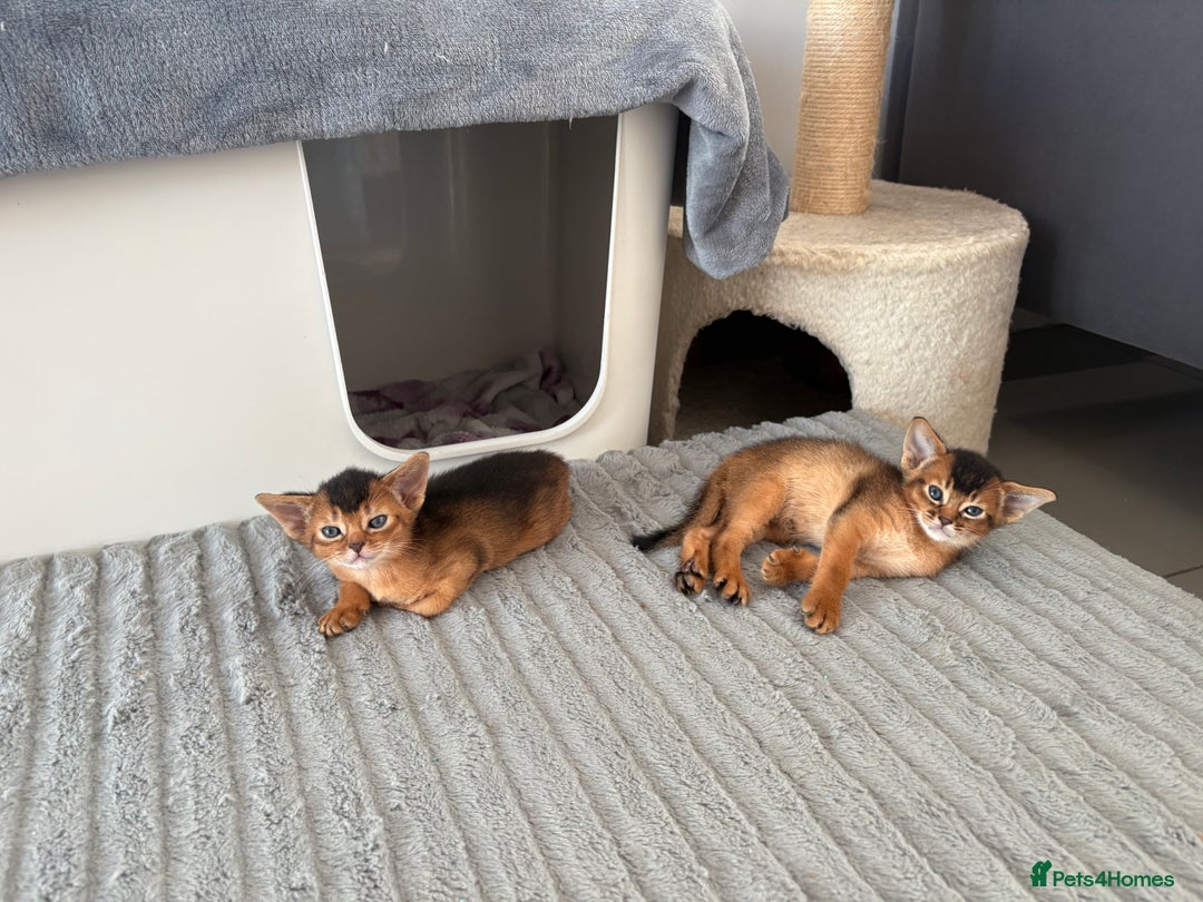 Abyssinian cats for sale: Champion Line Abyssinian Kittens - Reserve Today! - Image 16
