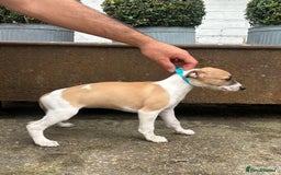Whippet dogs for sale: Whippet  - Image 2