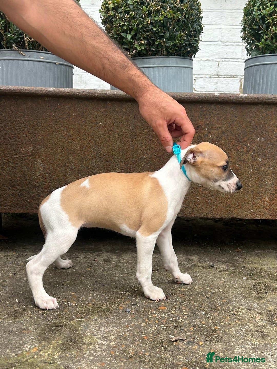 Whippet dogs for sale: Whippet  - Image 2