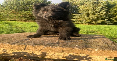 German Shepherd dogs German Shepherd Puppies  - Advert 8