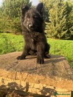 German Shepherd dogs German Shepherd Puppies - Advert 8