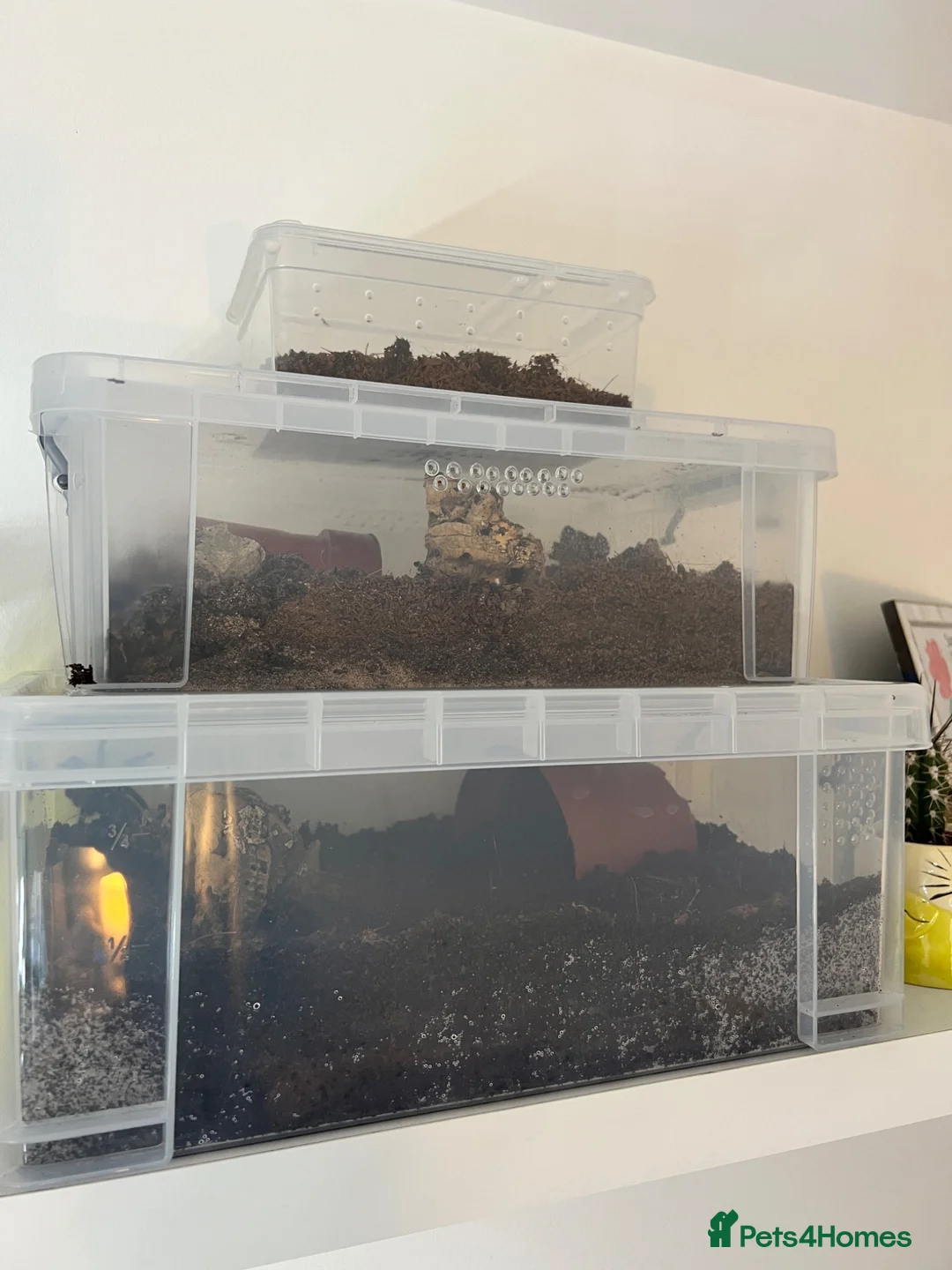 Tarantulas invertebrates for sale: X3 tarantula’s in Rushden - Advert 4
