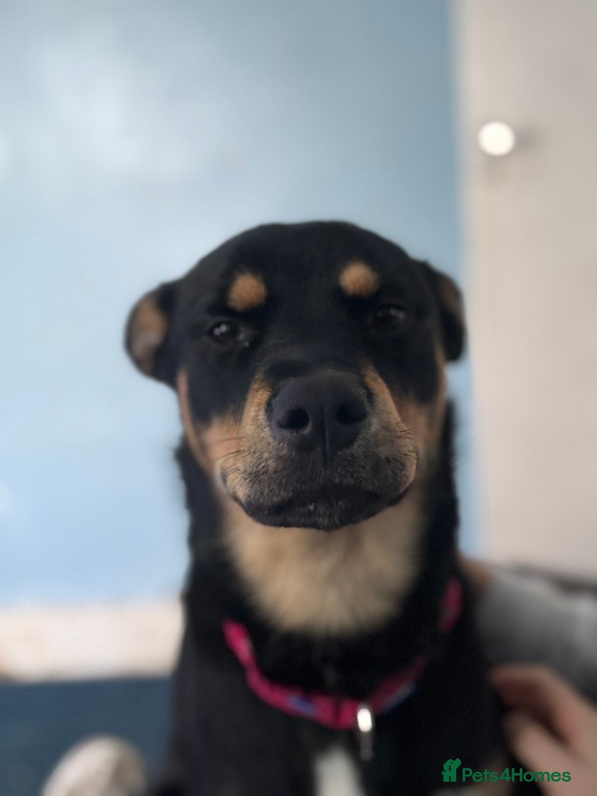 Mixed Breed dogs New home needed  - Advert 4