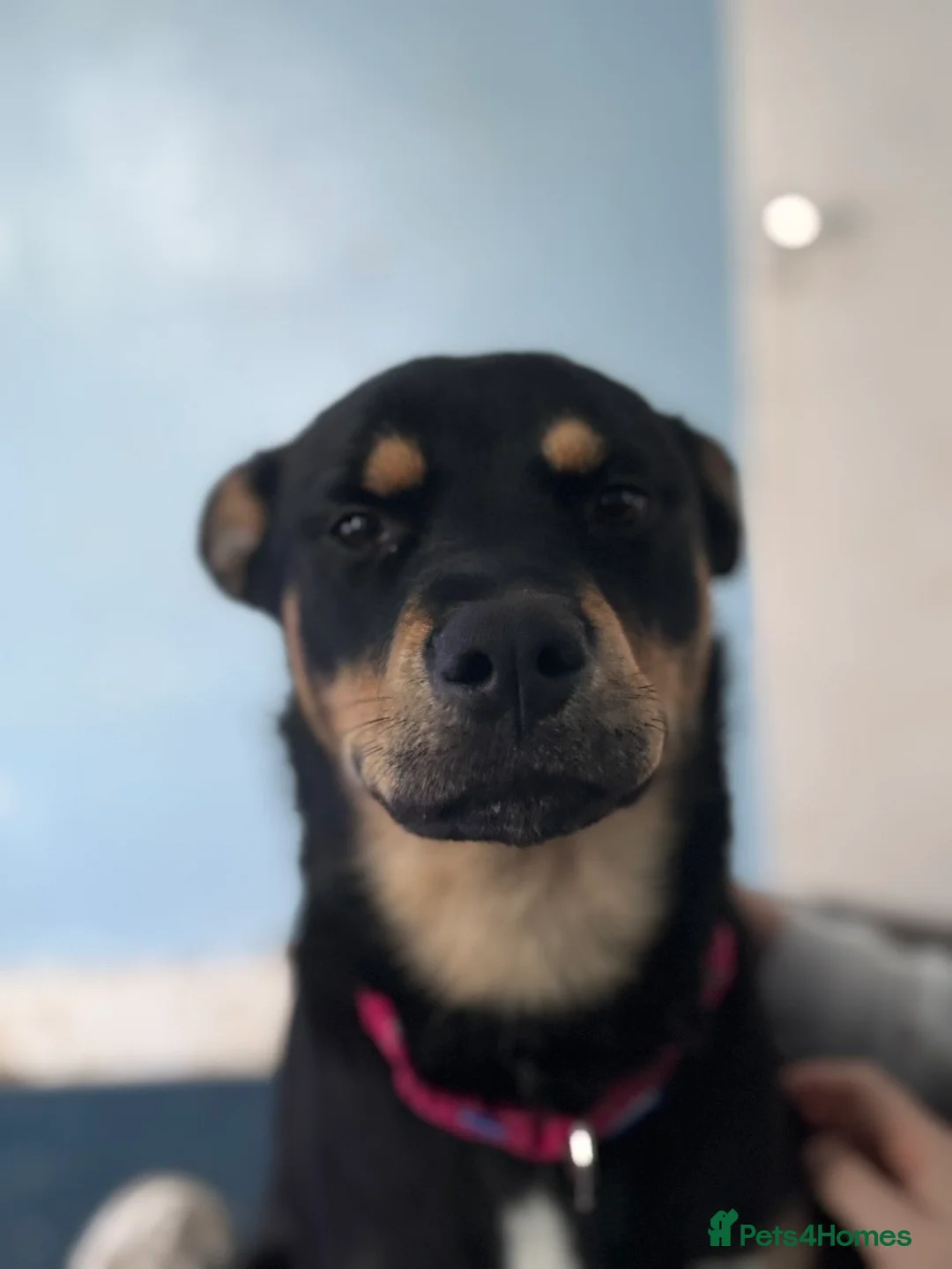 Mixed Breed dogs for sale: New home needed  - Advert 1