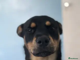 Mixed Breed dogs New home needed - Advert 4