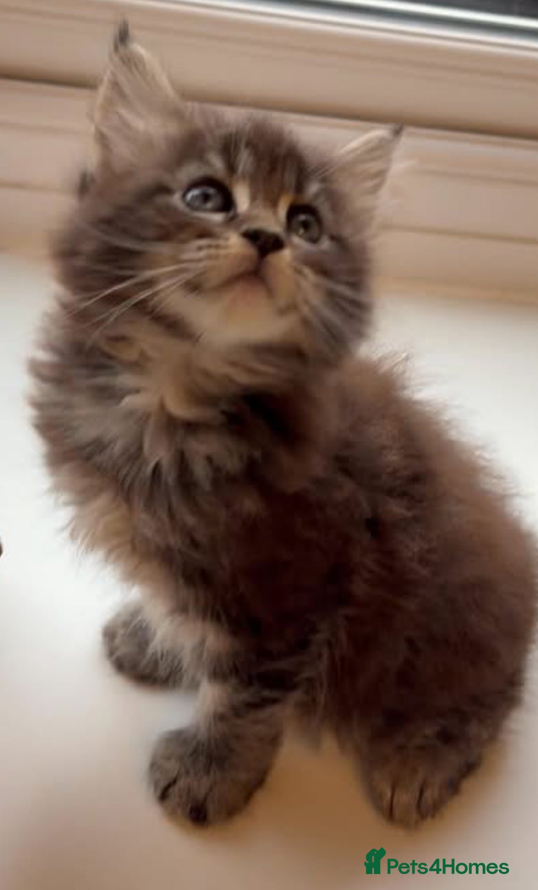 Maine Coon cats for sale: Stunning pedigree maincoon kittens  - Image 6