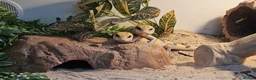 Skink reptiles for sale: Peter’s Banded Skinks + Set Ups in Wakefield - Advert 3
