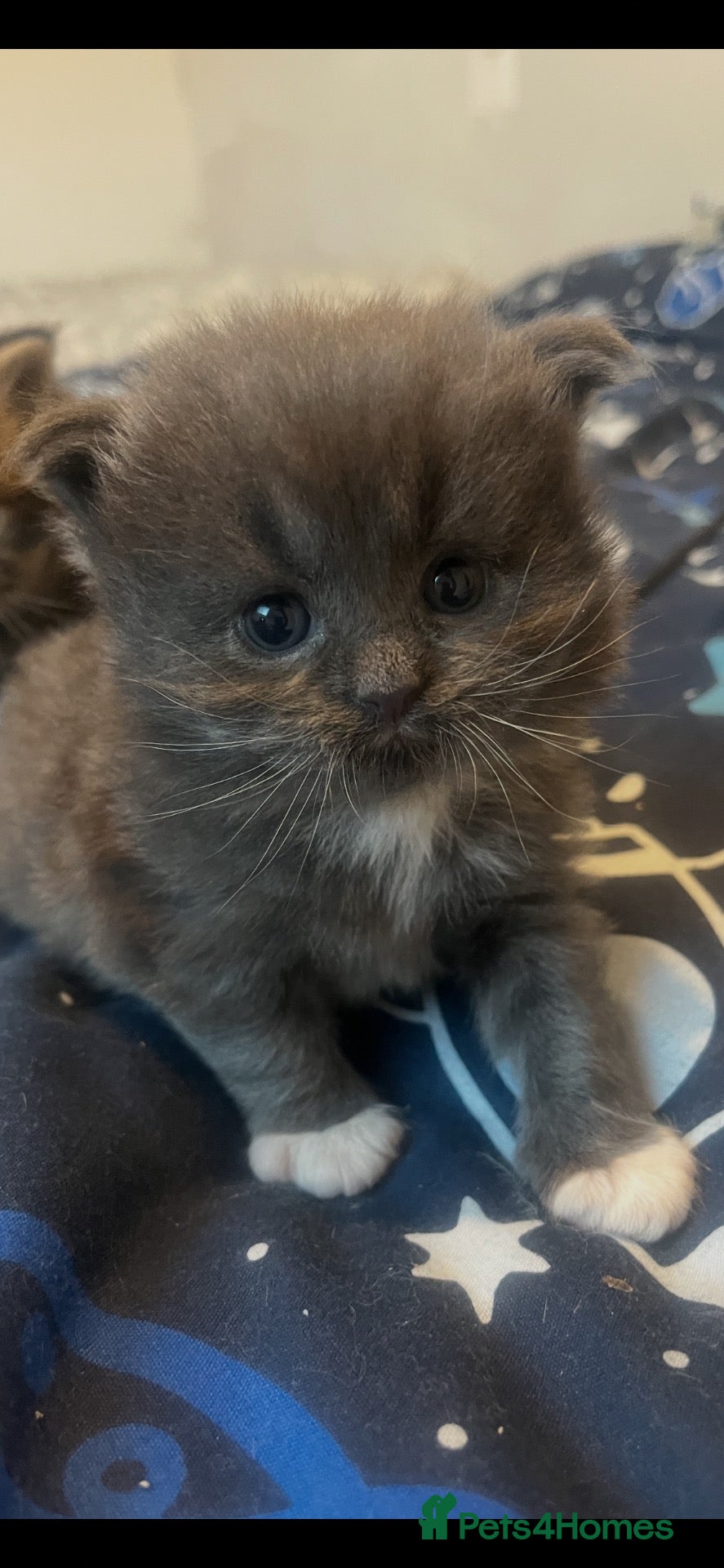 Persian cats for sale: Beautiful Persian babies  - Advert 12