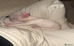 French Bulldog dogs for sale: 2 KC Reg’d French Bulldog Pups For Sale Left - Image 3