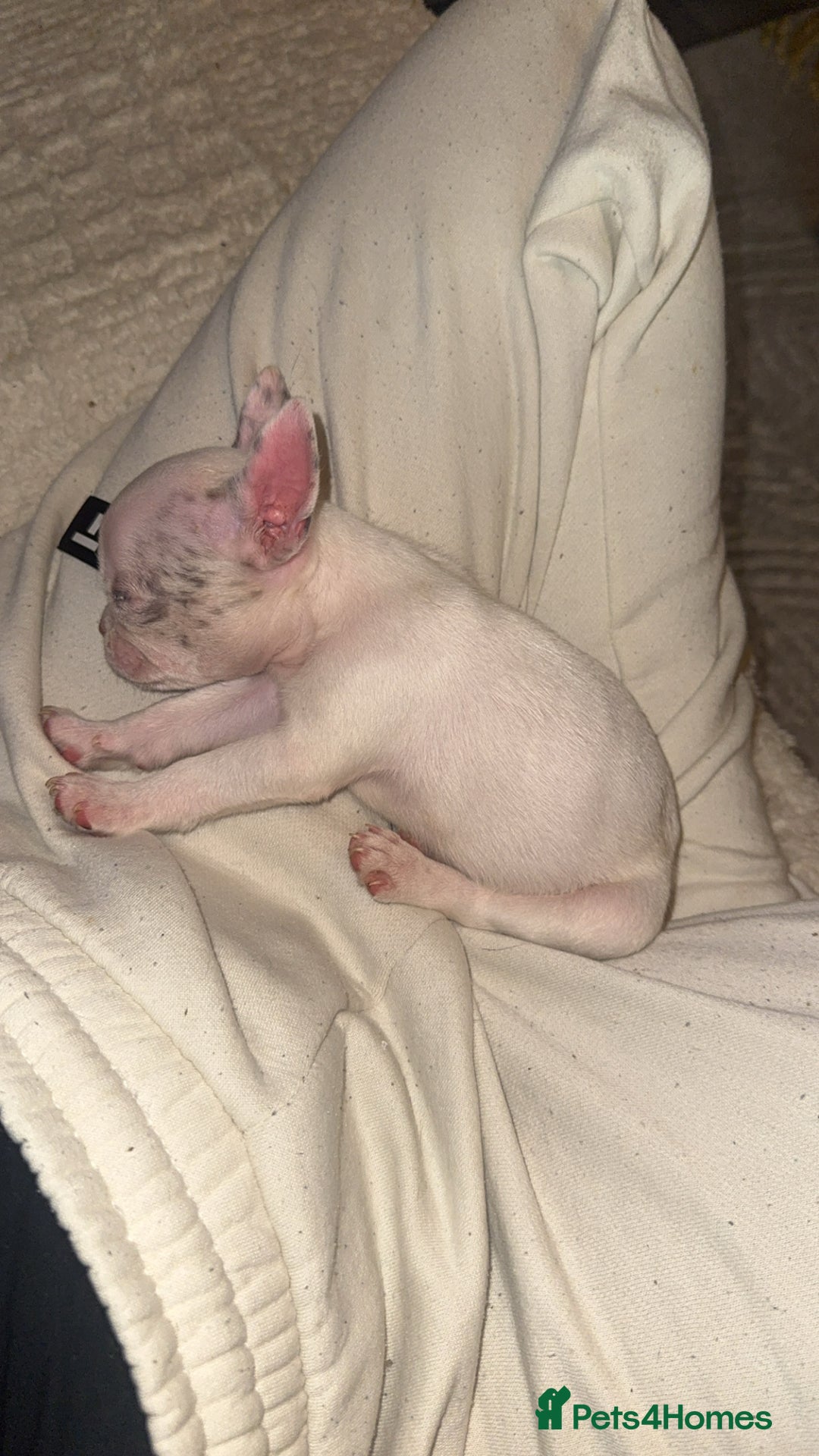 French Bulldog dogs for sale: 2 KC Reg’d French Bulldog Pups For Sale Left - Image 3