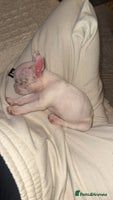 French Bulldog dogs - Advert 4