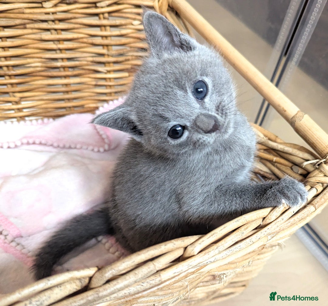Russian Blue cats for sale: Affectionate TICA Registered kittens - Image 4