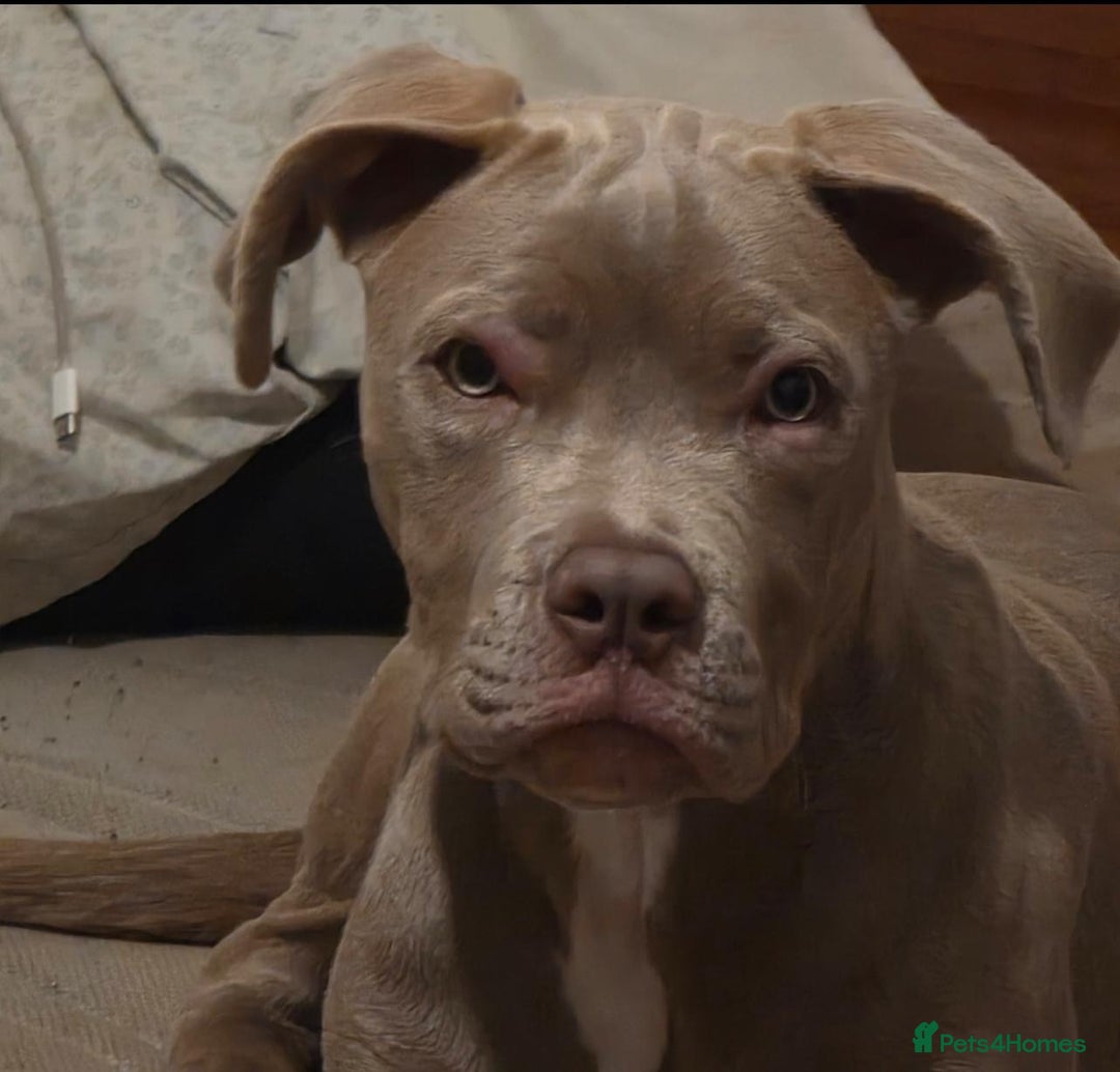 Mixed Breed dogs for sale: Cane Corso x American Bulldog - Advert 1