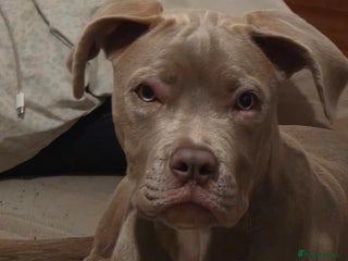 Mixed Breed dogs Cane Corso x American Bulldog - Advert 2