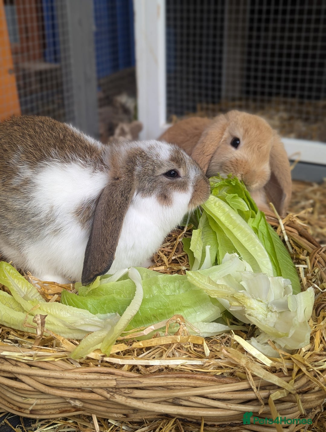 Mixed Breed rabbits for sale: 5 baby rabbits - Image 7