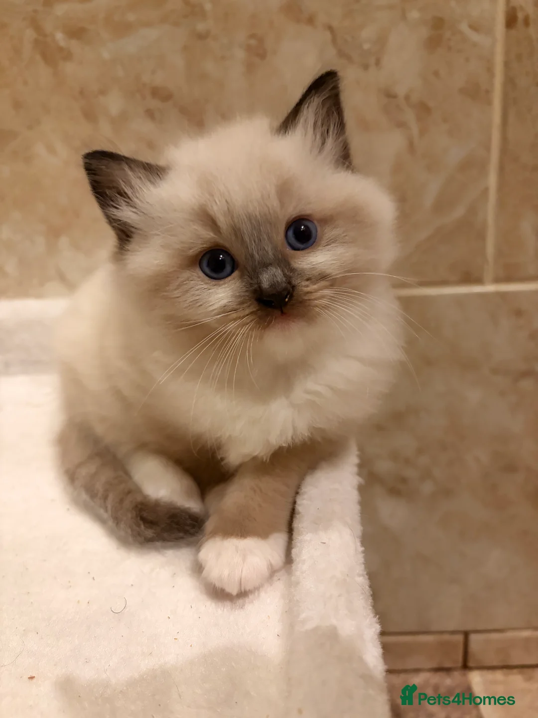 Ragdoll cats for sale: Ragdoll Kittens GCCF pedigree registered  - Advert 15
