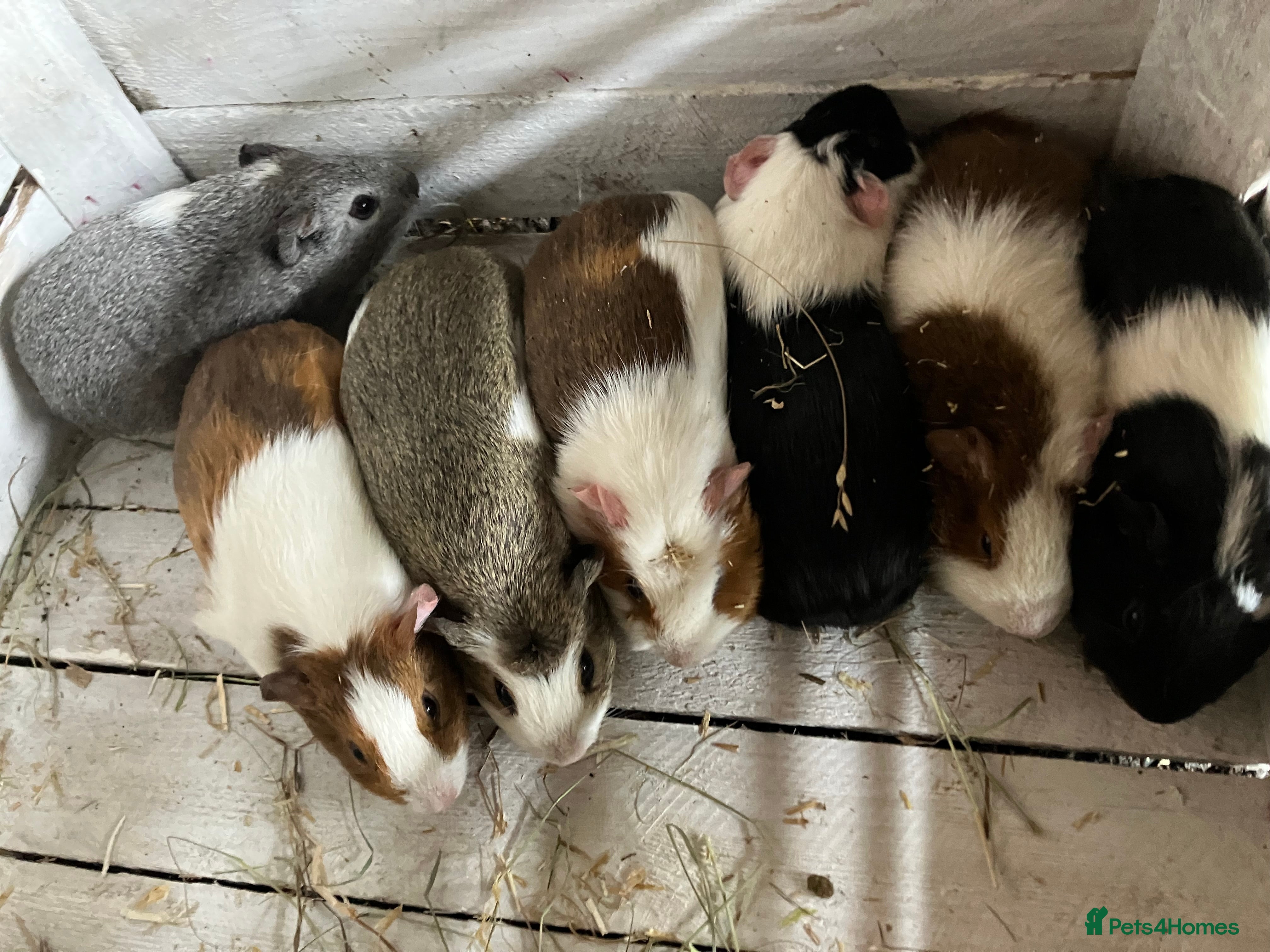 Guinea Pig rodents Female guinea pigs for sale sows  - Advert 12