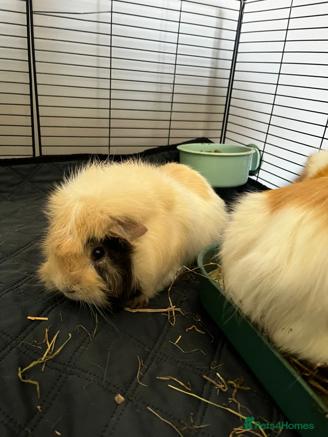 Guinea Pig rodents for sale: Two male guinea pigs and set up - Advert 2