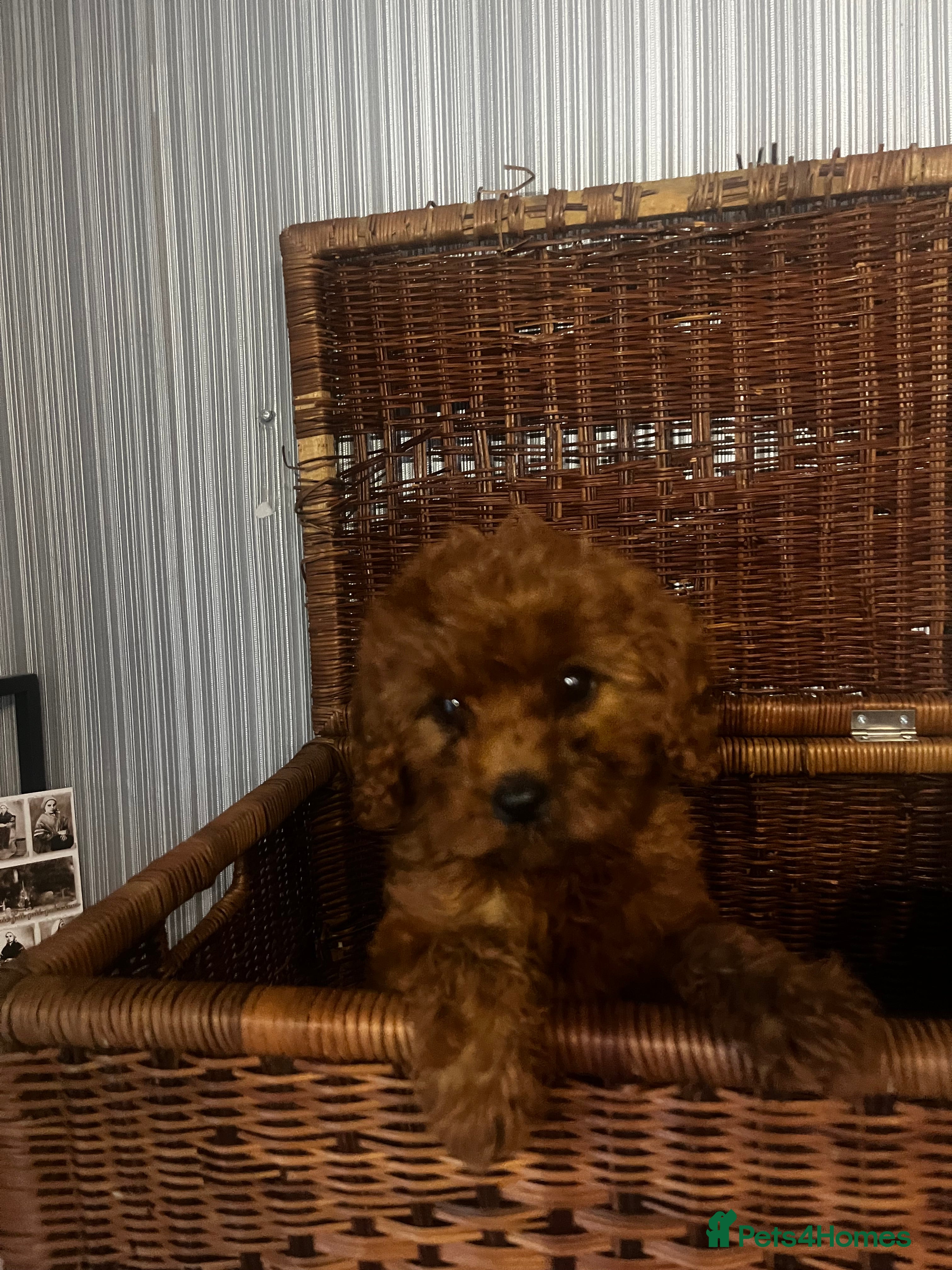Cavapoo dogs Beautiful Cavapoo girl  - Advert 2