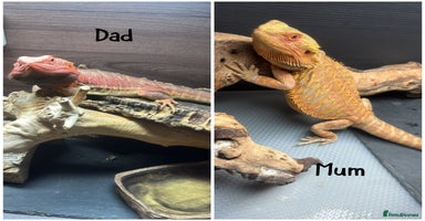Bearded Dragon reptiles - Advert 1