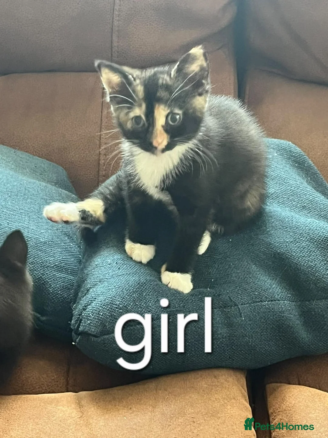 Mixed Breed cats for sale: 4 kittens  - Advert 2