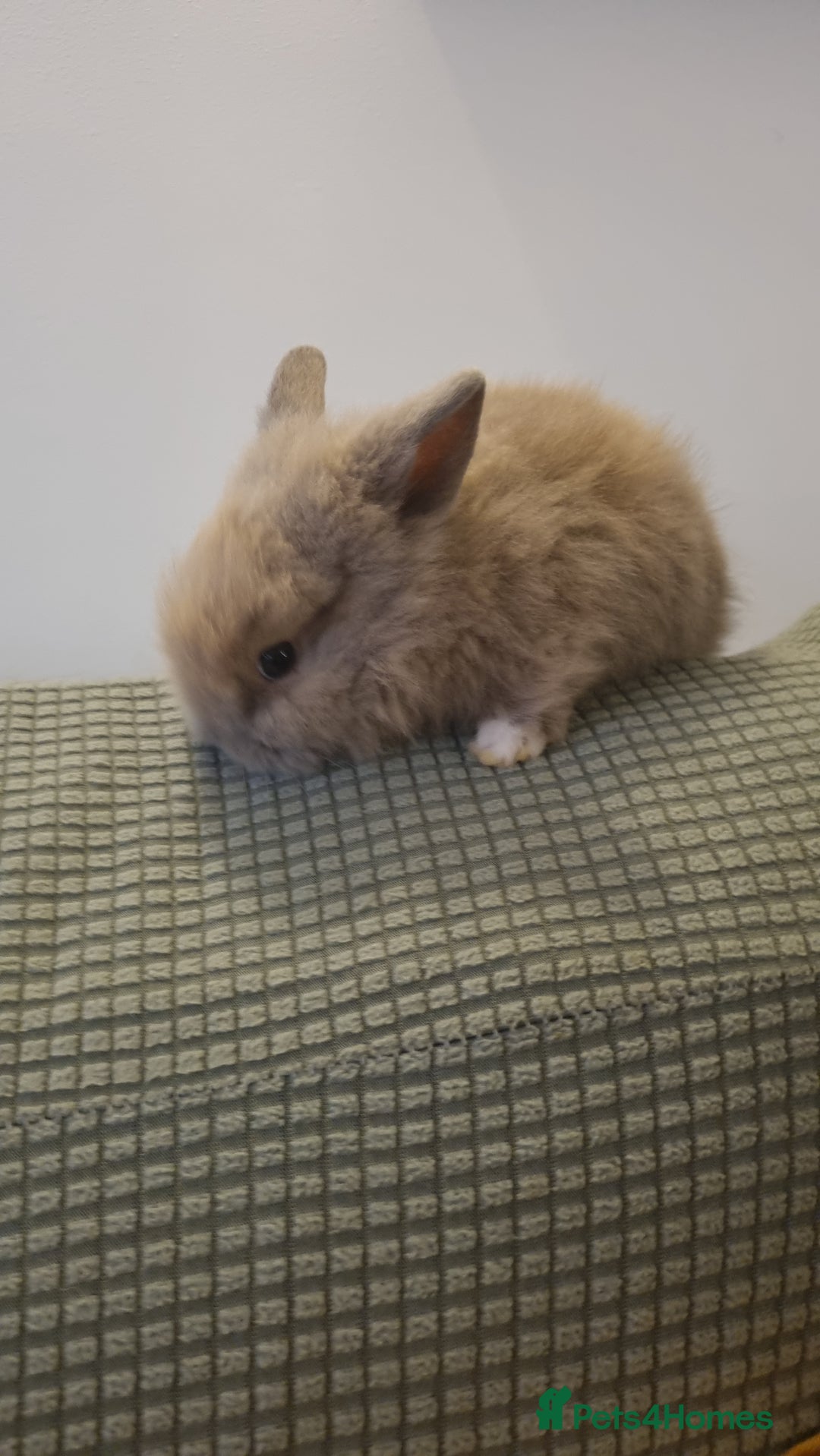 Lionhead rabbits for sale: Lionhead bunnies - Advert 2