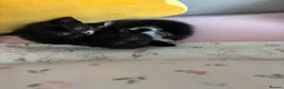 Mixed Breed cats for sale: 5 black and white kittens  in Leeds - Advert 3