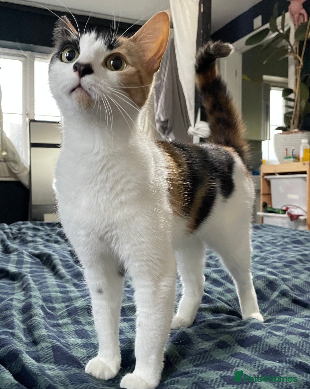 Domestic Shorthair cats for sale: Family cat needs a new home - Advert 9