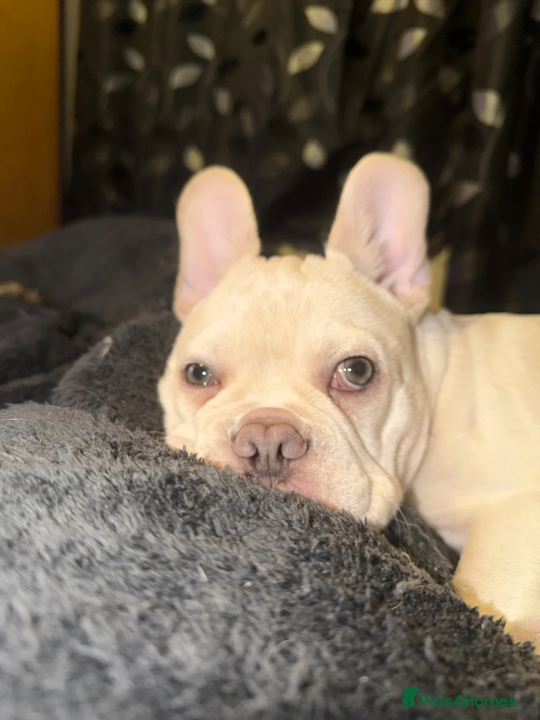 French Bulldog dogs for sale: Meet rocco - Advert 4