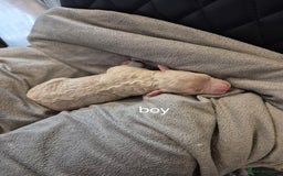 Labradoodle dogs for sale: F1b labradoodle puppies - Image 2