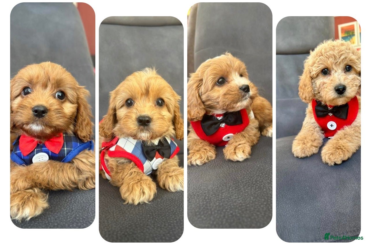 Cavapoo dogs Real life teddy bears  - Advert 1