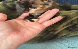 Mixed Breed cats for sale: Last female kitten - Image 3
