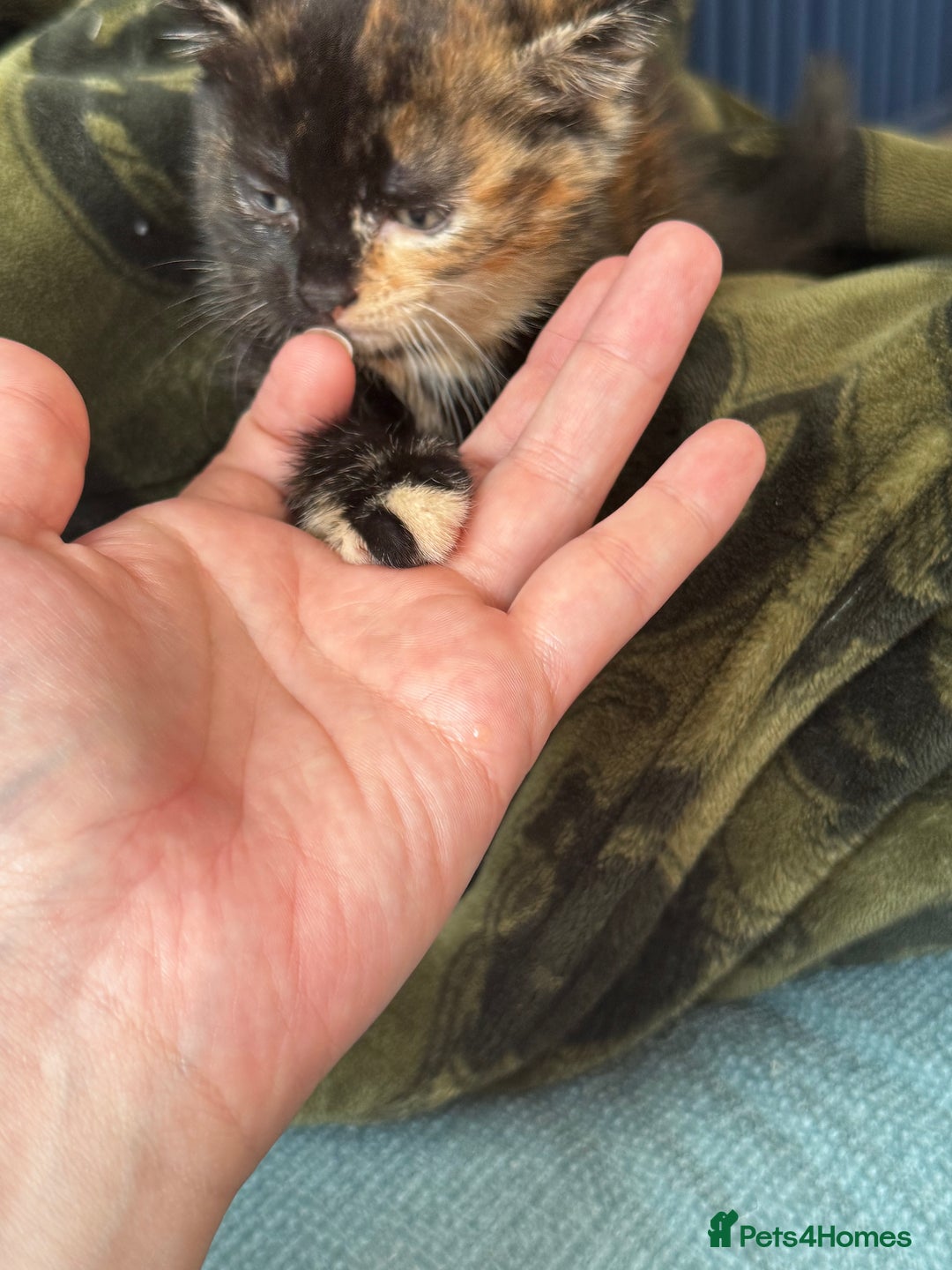 Mixed Breed cats for sale: Last female kitten - Image 3