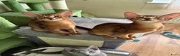 Abyssinian cats for sale: TICA 5* pedigree Abyssinian Kittens  - Advert 10