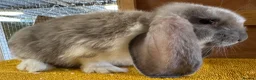 French Lop rabbits for sale: French Lop Babies - Advert 3